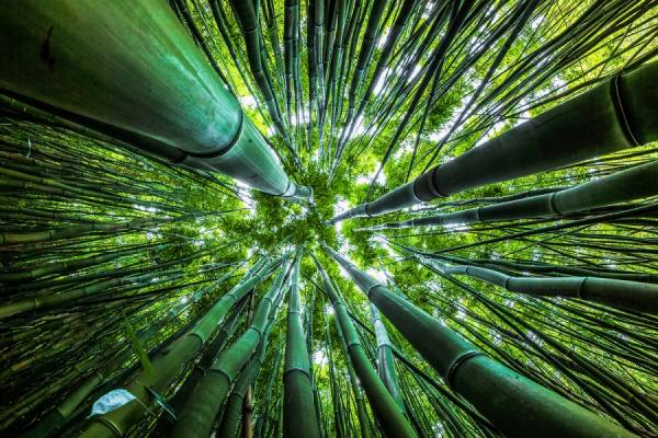 Photograph Nanouk El Gamal Wijchers Dazzling Bamboo on One Eyeland